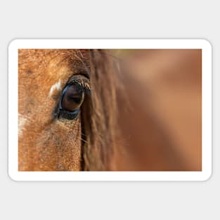 Horse Eye Sticker